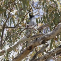 Coracina novaehollandiae (Black-faced Cuckooshrike) at Michelago, NSW - 25 Nov 2018 by Illilanga