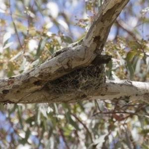 Coracina novaehollandiae at Michelago, NSW - 25 Nov 2018