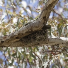 Coracina novaehollandiae at Michelago, NSW - 25 Nov 2018