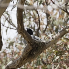 Coracina novaehollandiae at Michelago, NSW - 25 Nov 2018