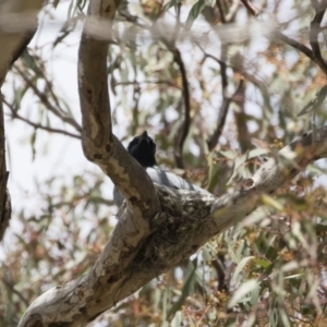 Coracina novaehollandiae at Michelago, NSW - 25 Nov 2018