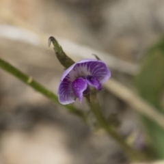 Glycine tabacina (Variable Glycine) at Illilanga & Baroona - 8 Dec 2018 by Illilanga