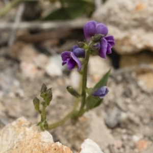 Glycine tabacina at Michelago, NSW - 8 Dec 2018 11:50 AM