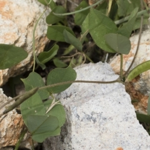 Glycine tabacina at Michelago, NSW - 8 Dec 2018