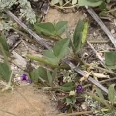 Glycine tabacina at Michelago, NSW - 8 Dec 2018