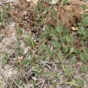 Glycine tabacina at Michelago, NSW - 8 Dec 2018