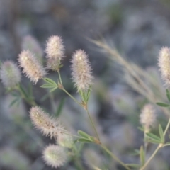 Trifolium arvense var. arvense (Haresfoot Clover) at Illilanga & Baroona - 1 Dec 2018 by Illilanga