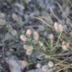 Trifolium arvense var. arvense at Michelago, NSW - 1 Dec 2018