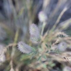 Trifolium arvense var. arvense at Michelago, NSW - 1 Dec 2018