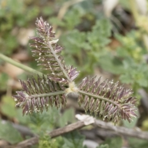 Eleusine tristachya at Michelago, NSW - 8 Dec 2018