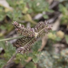 Eleusine tristachya at Michelago, NSW - 8 Dec 2018 11:53 AM