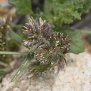 Eleusine tristachya at Michelago, NSW - 8 Dec 2018