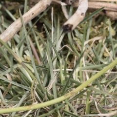 Eleusine tristachya at Michelago, NSW - 8 Dec 2018 11:53 AM