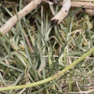 Eleusine tristachya at Michelago, NSW - 8 Dec 2018