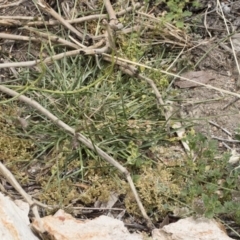 Eleusine tristachya at Michelago, NSW - 8 Dec 2018