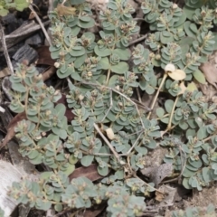 Euphorbia sp. at Michelago, NSW - 8 Dec 2018 by Illilanga
