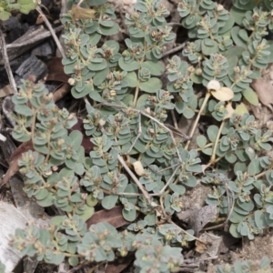 Euphorbia sp. at Michelago, NSW - 8 Dec 2018