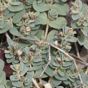 Euphorbia sp. at Michelago, NSW - 8 Dec 2018