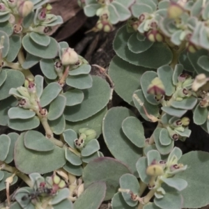 Euphorbia sp. at Michelago, NSW - 8 Dec 2018