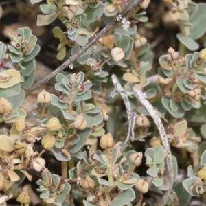 Euphorbia sp. at Michelago, NSW - 8 Dec 2018
