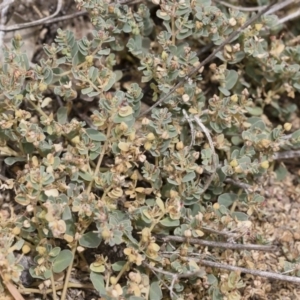 Euphorbia sp. at Michelago, NSW - 8 Dec 2018