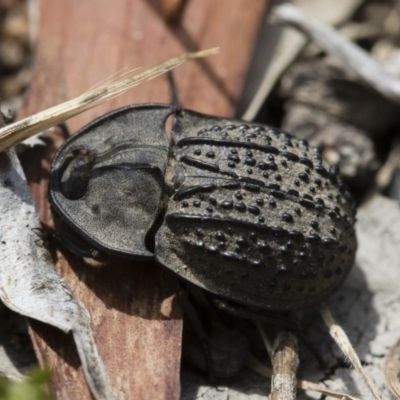 Helea ovata (Pie-dish beetle) at Michelago, NSW - 10 Dec 2018 by Illilanga