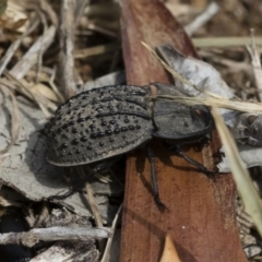 Helea ovata at Michelago, NSW - 10 Dec 2018 09:55 AM