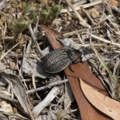 Helea ovata at Michelago, NSW - 10 Dec 2018 09:55 AM