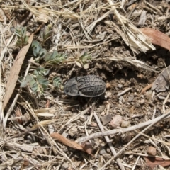 Helea ovata at Michelago, NSW - 10 Dec 2018 09:55 AM