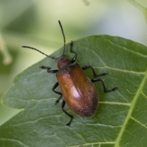 Ecnolagria grandis at Michelago, NSW - 8 Dec 2018