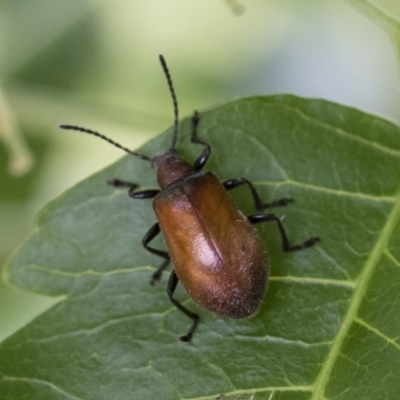 Ecnolagria grandis (Honeybrown beetle) at Illilanga & Baroona - 8 Dec 2018 by Illilanga