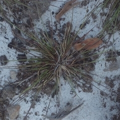 Austrostipa sp. at Booderee National Park1 - 31 Oct 2018 by MeenaS