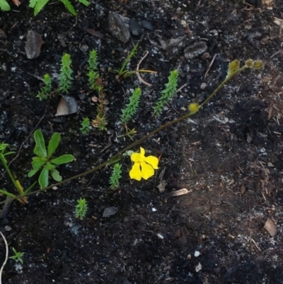 Goodenia sp. (Goodenia) at Booderee National Park - 31 Oct 2018 by MeenaS