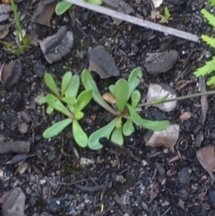 Goodenia sp. at Jervis Bay, JBT - 31 Oct 2018