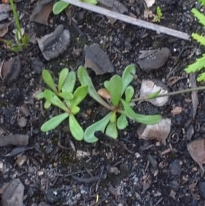 Goodenia sp. at Jervis Bay, JBT - 31 Oct 2018