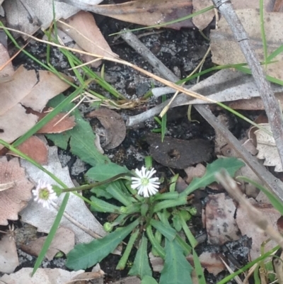 Lagenophora gracilis (Slender Lagenophora) at Booderee National Park - 16 Nov 2018 by MeenaS