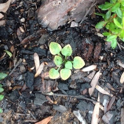 Unidentified Plant at Booderee National Park1 - 10 Oct 2018 by MeenaS