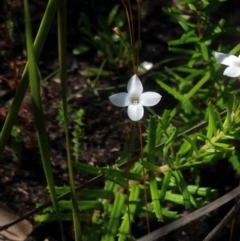 Mitrasacme polymorpha (Varied Mitrewort) at Jervis Bay, JBT - 30 Oct 2018 by MeenaS