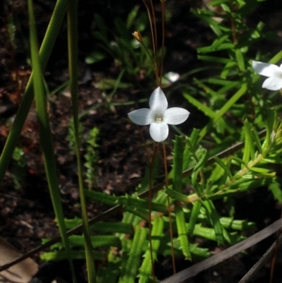 Mitrasacme polymorpha (Varied Mitrewort) at Booderee National Park - 31 Oct 2018 by MeenaS