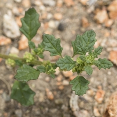 Dysphania pumilio (Small Crumbweed) at Illilanga & Baroona - 9 Dec 2018 by Illilanga