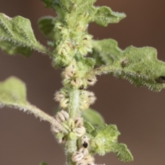 Dysphania pumilio at Michelago, NSW - 10 Dec 2018