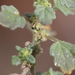 Dysphania pumilio at Michelago, NSW - 10 Dec 2018