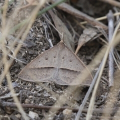 Epidesmia hypenaria (Long-nosed Epidesmia) at Illilanga & Baroona - 8 Nov 2018 by Illilanga