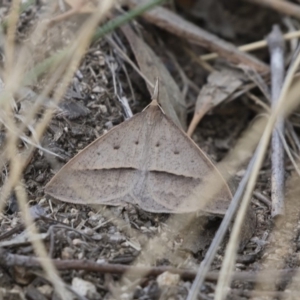 Epidesmia hypenaria at Michelago, NSW - 8 Nov 2018