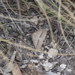 Epidesmia hypenaria at Michelago, NSW - 8 Nov 2018