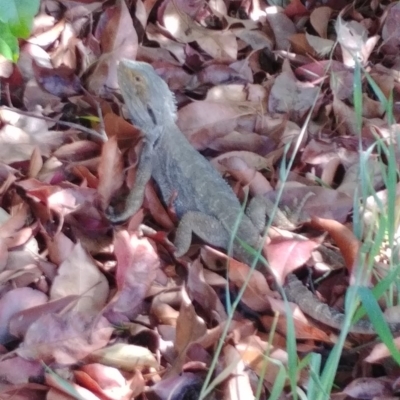 Pogona barbata (Eastern Bearded Dragon) at Red Hill to Yarralumla Creek - 10 Dec 2018 by Rebreay