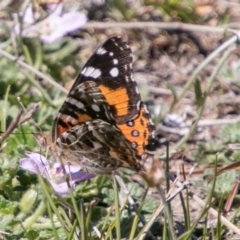 Vanessa kershawi (Australian Painted Lady) at Mount Clear, ACT - 1 Dec 2018 by SWishart