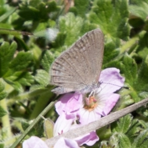 Zizina otis at Mount Clear, ACT - 1 Dec 2018 01:52 PM