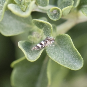 Glyphipterix meteora at Michelago, NSW - 10 Nov 2018