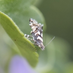 Glyphipterix meteora at Michelago, NSW - 10 Nov 2018